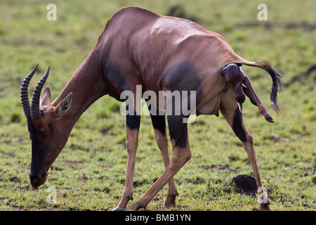 Dramatic rare sight closeup profile wild mother Topy in labor, calf's head & leg showing, open green grass savanna, miracle of Birth Maasai Mara Kenya Stock Photo