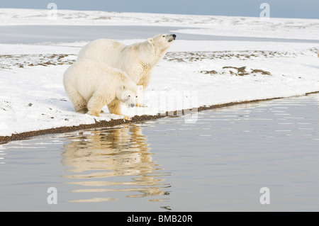 polar bears Ursus maritimus sow with a 2-year-old cub hang out on a barrier island in early fall Barter Island  Alaska Stock Photo