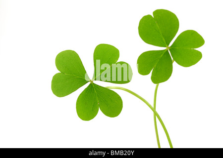 Clover leaf isolated on a white Stock Photo