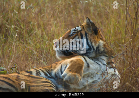 Bengal tiger laying down in the grass, Portrait, Panthera tigris tigris,India Stock Photo