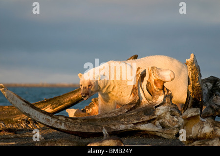 polar bear Ursus maritimus large bear scavenges a bowhead whale,  1002 ANWR Alaska Stock Photo