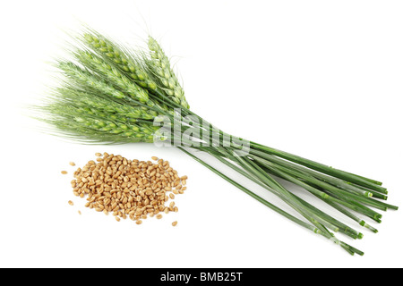 Wheat seeds and plant on white background Stock Photo