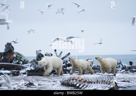 polar bears  Ursus maritimus sow with a pair cubs scavenge a bowhead whale Balaena mysticetus carcass left along the coast ANWR Alaska Stock Photo