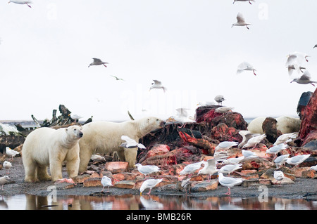 polar bears Ursus maritimus sows cubs  scavenge a bowhead whale, Balaena mysticetus, carcass left along the coast by Inupiaq Alaska Stock Photo