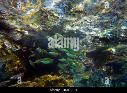 Coral Gardens Tobago Near Pigeon Point Shoal Of Fish By Coral Stock Photo