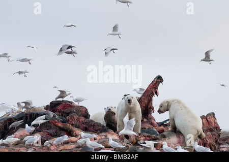 Polar Bears Ursus Maritimus Sows Cubs Boars Around A Lagoon And Along A 