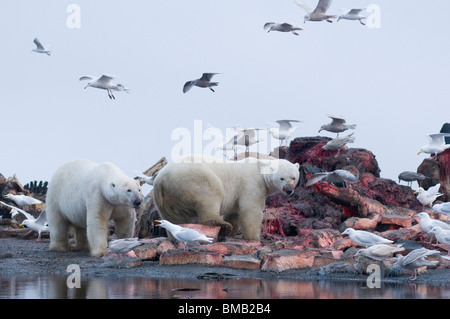 polar bears Ursus maritimus sow and cubs  scavenge a bowhead whale, Balaena mysticetus, carcass left along the coast by Inupiaq Alaska Stock Photo