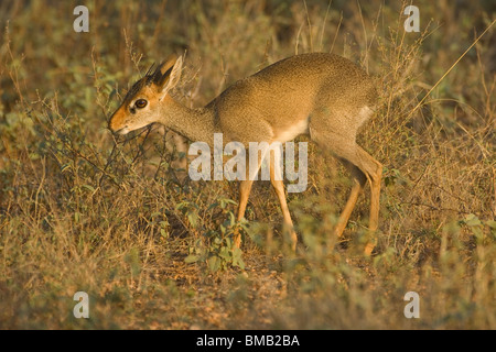 Kirk’s Dik-Dik, Madoqua kirkii, Bovidae family; Masai Mara National Park, Kenya, East Africa Stock Photo