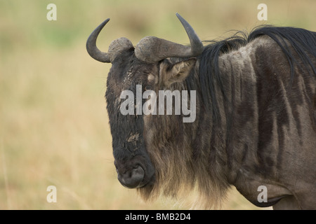 White-bearded gnus or Blue wildebeest migrating; Connochaetes taurinus; Kenya, East Africa Stock Photo