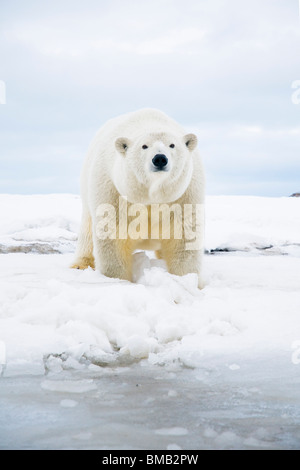 polar bear Ursus maritimus curious sow along a barrier island during fall freeze up Bernard Spit Alaska Stock Photo