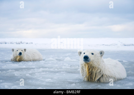 polar bears Ursus maritimus  pair of cubs in slushy waters along a barrier island during fall freeze up Bernard Spit  Alaska Stock Photo