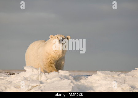 Polar bear Ursus maritimus sow on snow and  ice 1002 coastal plain of Arctic National Wildlife Refuge Alaska USA Stock Photo