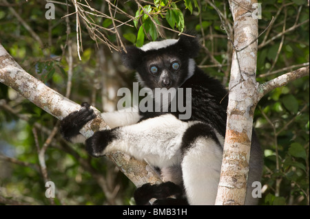 Indri or Babakoto (Indri indri) sitting in a tree, Perinet Analamazoatra Reserve, Madagascar Stock Photo