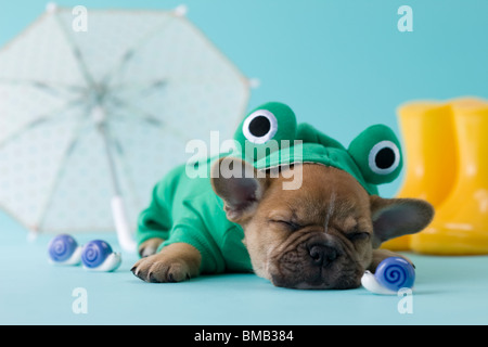 French Bulldog Puppy and Rainy Season Stock Photo