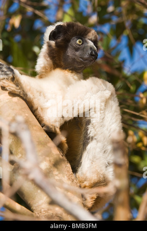 Crowned Sifaka (Propithecus coronatus) in a tree, Madagascar Stock Photo