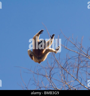Crowned Sifaka (Propithecus coronatus) leaping from a tree, Madagascar Stock Photo