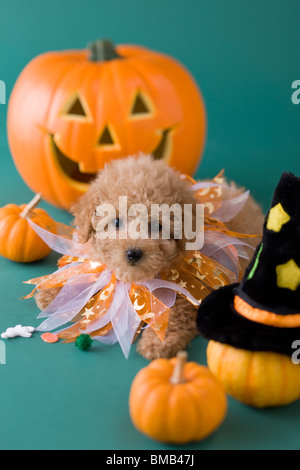 Toy Poodle Puppy and Halloween Stock Photo
