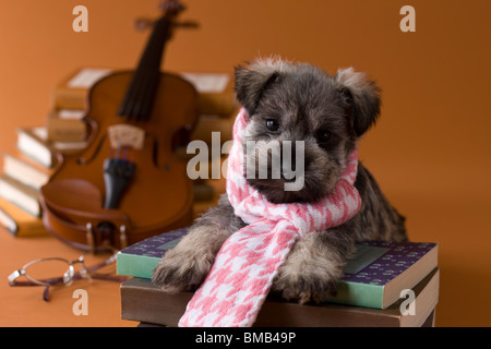 Miniature Schnauzer Puppy and Art Stock Photo