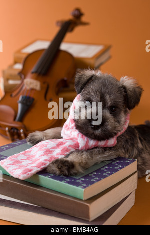Miniature Schnauzer Puppy and Art Stock Photo