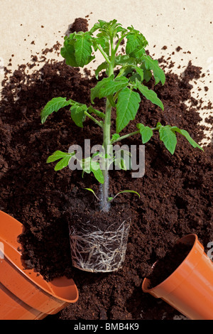 Tomato Plant showing root ball ready for repotting in compost Stock Photo