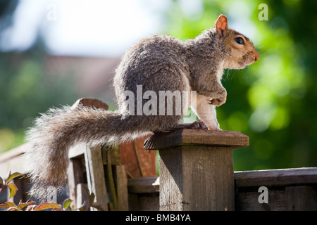 Grey Squirrel sitting on fence Stock Photo
