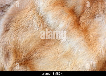 Fox fur background Stock Photo