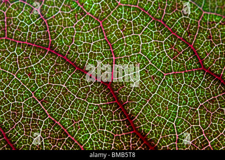 Macro shot of a leaf Stock Photo