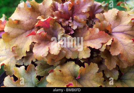 Heuchera 'Marmalade', Coral Flower, foliage garden plant plants marmalade coloured leaf leaves heucheras Stock Photo