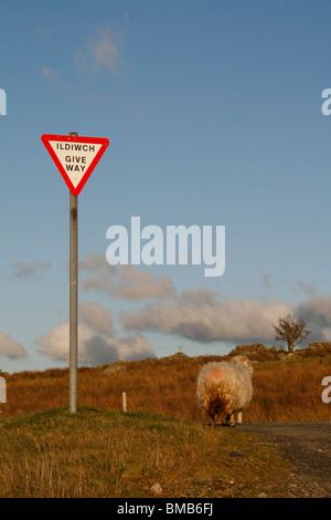 sheep and bilingual welsh english give way sign in wales, uk Stock Photo