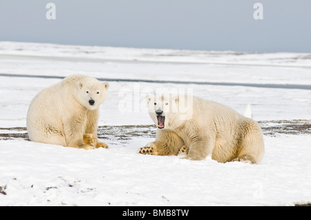 Polar bears  Ursus maritimus  cub with reflection on a barrier island during autumn freeze up Bernard Spit North Slope Arctic coast of Alaska Stock Photo