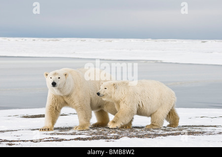 Polar bears Ursus maritimus cub with reflection on a barrier island during autumn freeze up Bernard Spit North Slope Arctic coast of Alaska Stock Photo