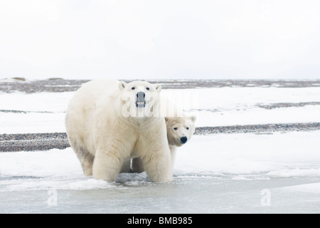 polar bears, Ursus maritimus, sow playing with her spring cubs along a ...