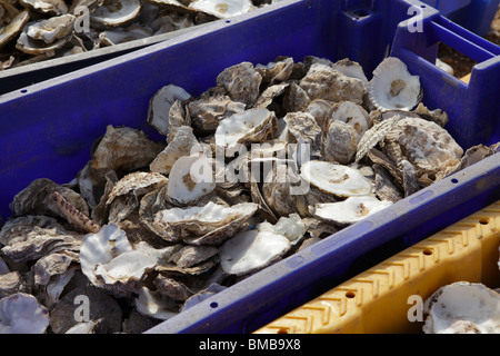 Boxes of empty oyster shells. Stock Photo