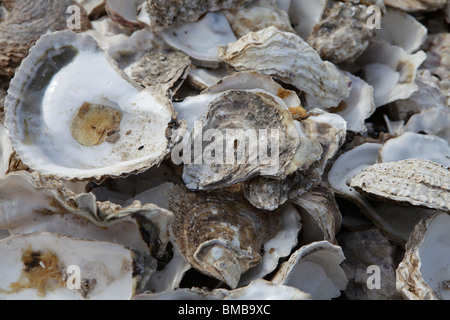 Empty oyster shells. Stock Photo