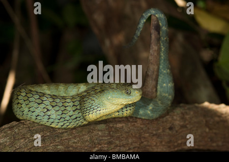 Green bush viper ( Atheris squamiger), Kenya Stock Photo