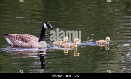 Mother Goose Stock Photo