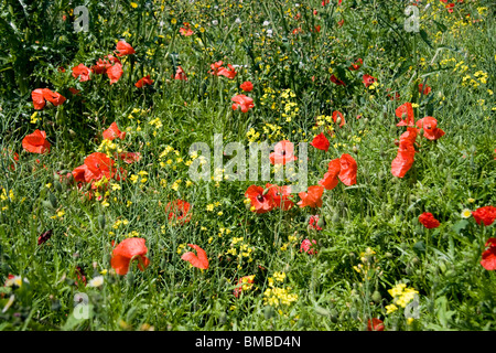 Organic meadow with wild flowers and poppies, Cawdle Fen, Little Thetford, Cambridgeshire, England, UK Stock Photo