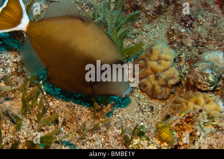 Bluethroat triggerfish (Sufflamen albicaudatus) Stock Photo