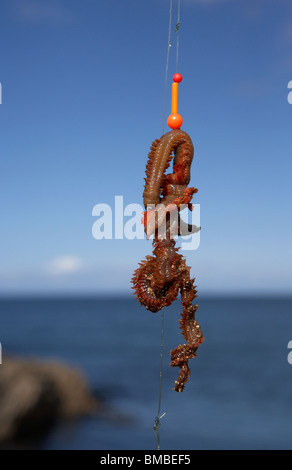Ragworm bait hi-res stock photography and images - Alamy