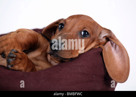 short hair Dachshund puppy. Stock Photo