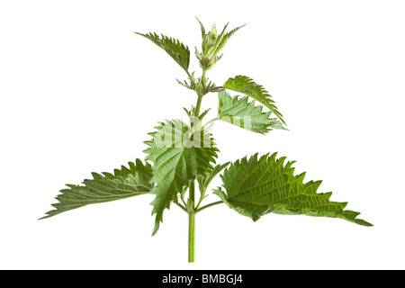 Stinging nettle (Common nettle), Urtica dioica. Stock Photo