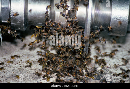 Honey / hive bees (Apis mellifera: Apidae) and wasps collecting sugar from a leaking industrial pipeline, UK Stock Photo