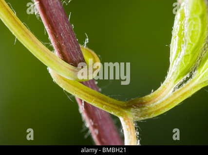 Clematis leaf stalk twisted round support. Stock Photo