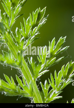 Close up of section of Yarrow leaf, Achillea millefolium. Pinnate leaf. UK Stock Photo