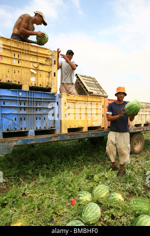 Israel, Moshav Sde Yitzhak, Agricultural workers collect watermelons in a field Stock Photo