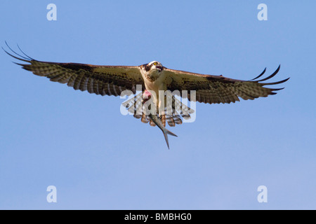 Osprey (Pandion haliaetus) with a caught fish, Destin, Florida, USA Stock Photo