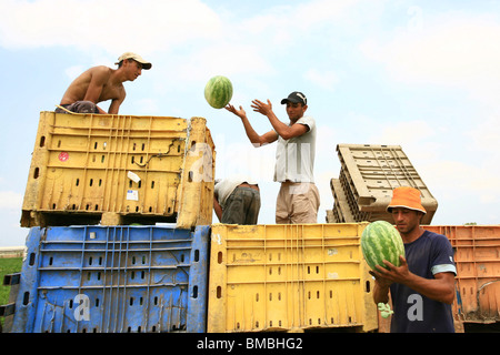 Israel, Moshav Sde Yitzhak, Agricultural workers collect watermelons in a field Stock Photo