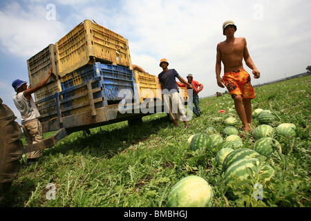 Israel, Moshav Sde Yitzhak, Agricultural workers collect watermelons in a field Stock Photo