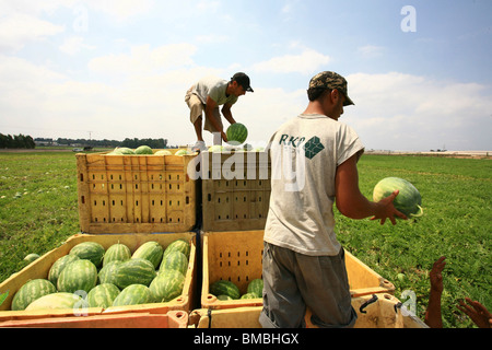 Israel, Moshav Sde Yitzhak, Agricultural workers collect watermelons in a field Stock Photo