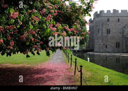 Horse Chestnut tree in bloom outside Bishop's Palace in Wells Somerset England UK Stock Photo